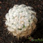Collecion de Avonia