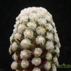 Collecion de Avonia