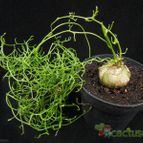 Collecion de Avonia