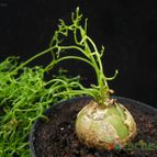 Collecion de Avonia