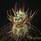 Collecion de Avonia
