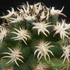 Echinocereus viridiflorus var. davisi