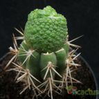 Collecion de Avonia