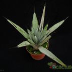 Collecion de Avonia