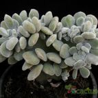 Collecion de Avonia