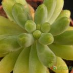 Collecion de Avonia