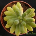 Collecion de Avonia
