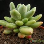 Collecion de Avonia