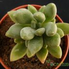 Collecion de Avonia