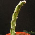 Collecion de Avonia
