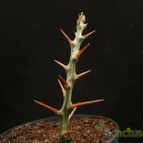Collecion de Avonia