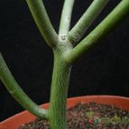 Collecion de Avonia