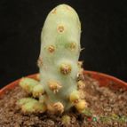 Collecion de Avonia