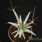 Collecion de Avonia