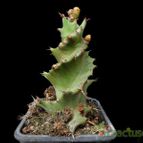 Collecion de Avonia