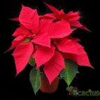 Collecion de Avonia