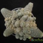 Collecion de Avonia