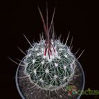 Collecion de Avonia