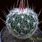 Collecion de Avonia