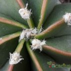 Collecion de Avonia