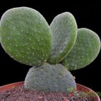 Collecion de Avonia