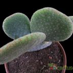 Collecion de Avonia