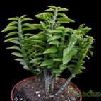 Collecion de Avonia
