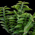 Collecion de Avonia