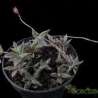 Collecion de Avonia