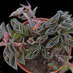 Collecion de Avonia