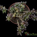 Collecion de Avonia