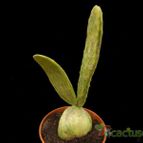 Collecion de Avonia