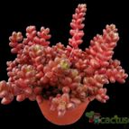 Collecion de Avonia