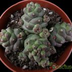 Collecion de Avonia