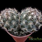 Collecion de Avonia