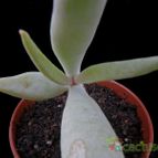Collecion de Avonia