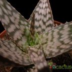 Aloe cv. Snowflake