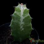Collecion de Avonia