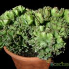 Collecion de Avonia