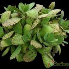 Collecion de Avonia