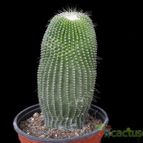 Collecion de Avonia