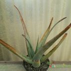 Collecion de Avonia