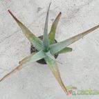 Collecion de Avonia