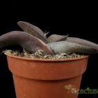 Collecion de Avonia