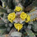 Fotografía tomada por Avonia