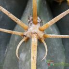 Ferocactus macrodiscus