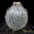 Collecion de Avonia