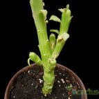 Collecion de Avonia