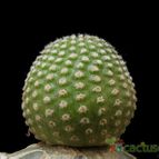 Collecion de Avonia