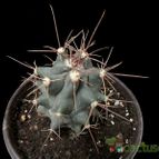 Collecion de Avonia